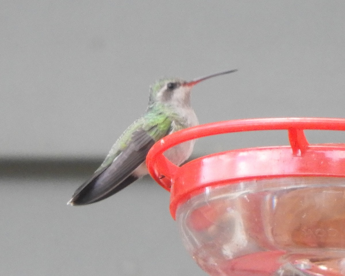 Broad-billed Hummingbird - ML644144994