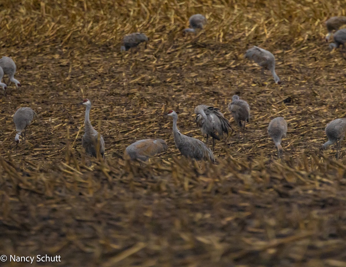 Sandhill Crane - ML644144998