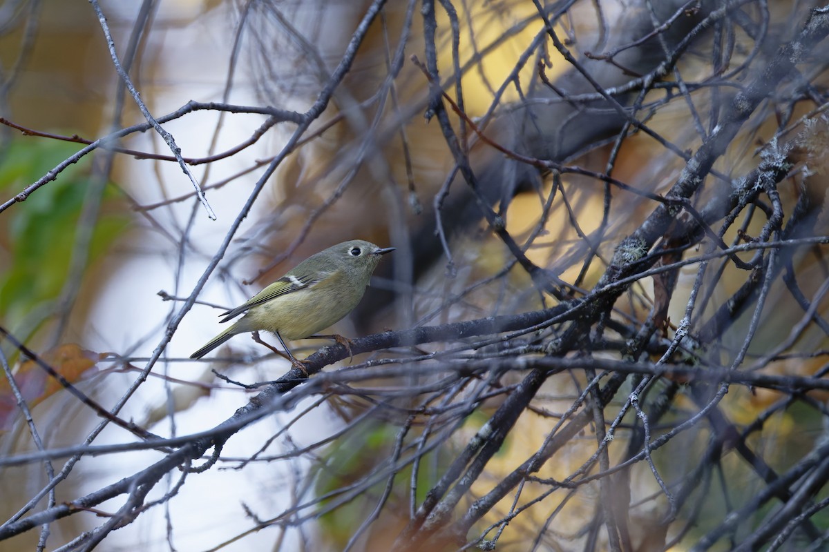 Ruby-crowned Kinglet - ML644145011