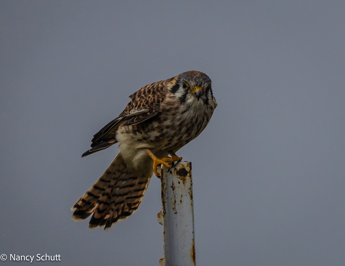 American Kestrel - ML644145013