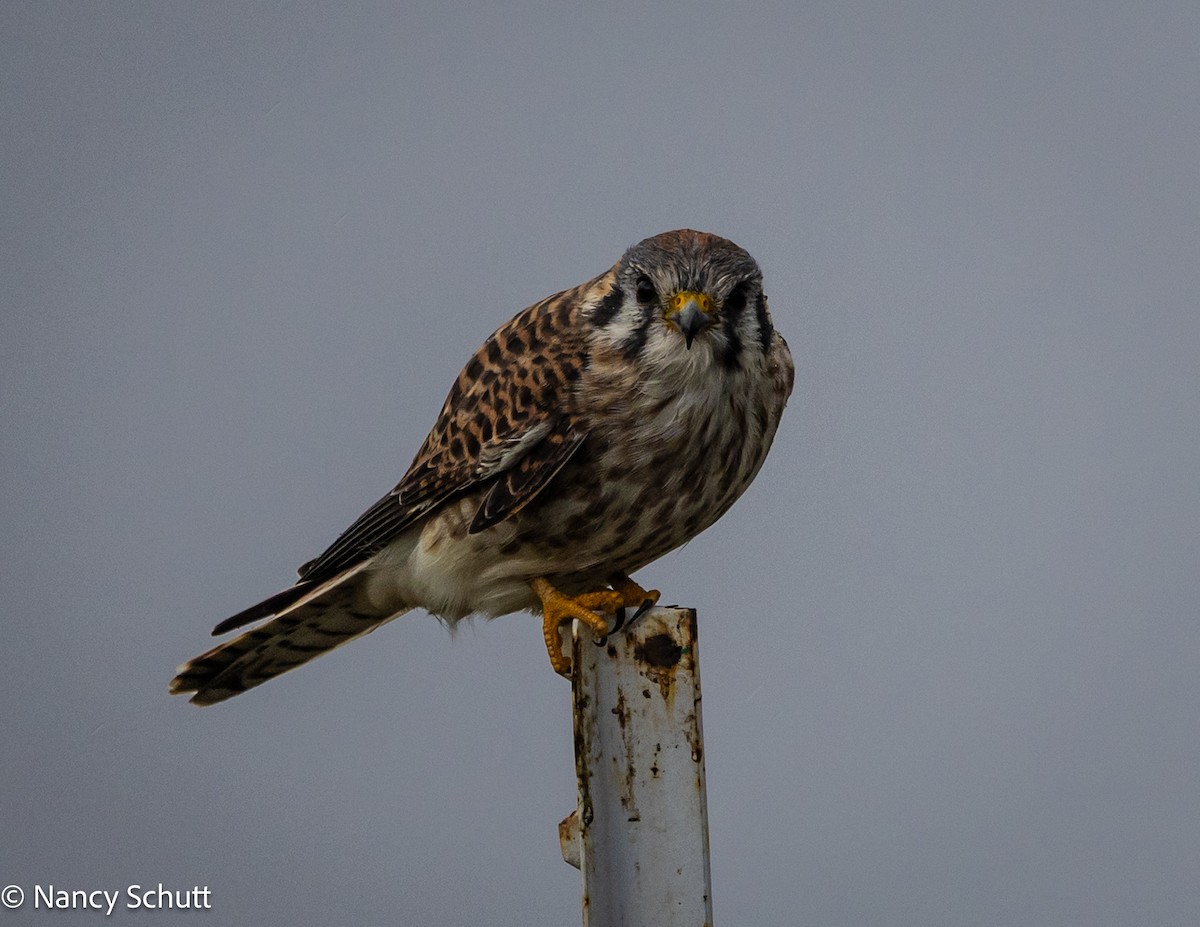 American Kestrel - ML644145014