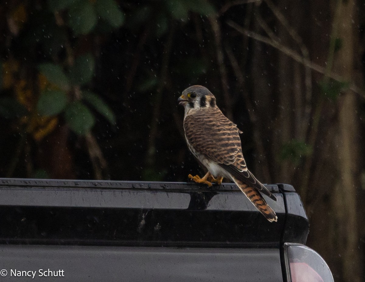 American Kestrel - ML644145031