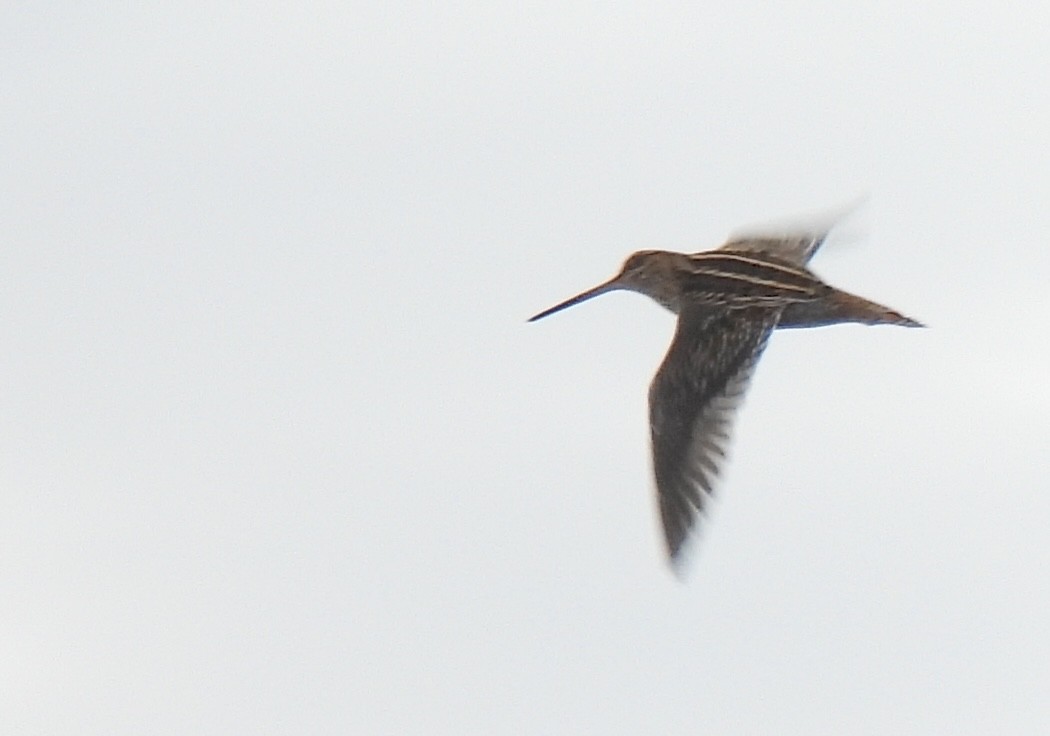 Wilson's Snipe - ML644145044