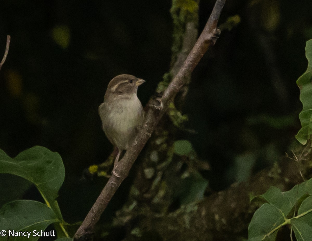 House Sparrow - ML644145055