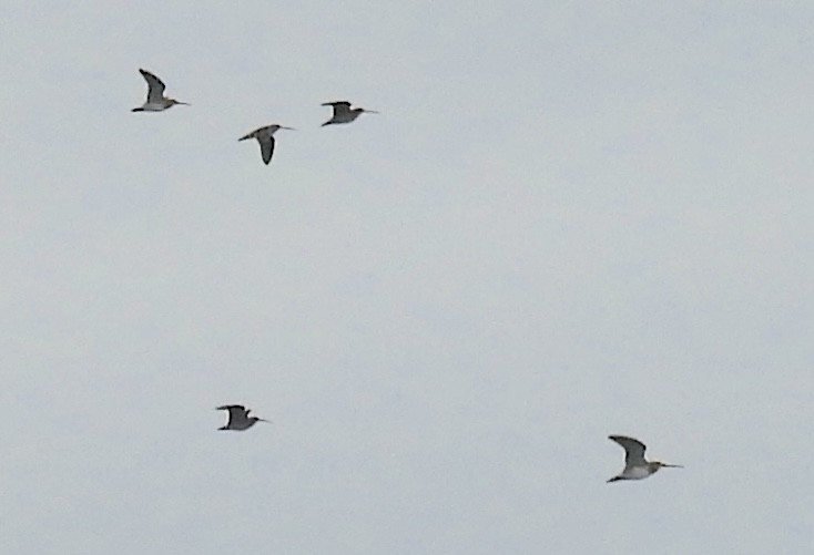 Wilson's Snipe - ML644145059