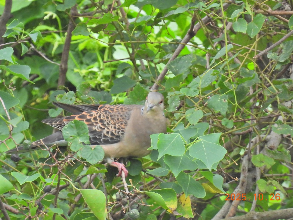 Oriental Turtle-Dove - ML644145064