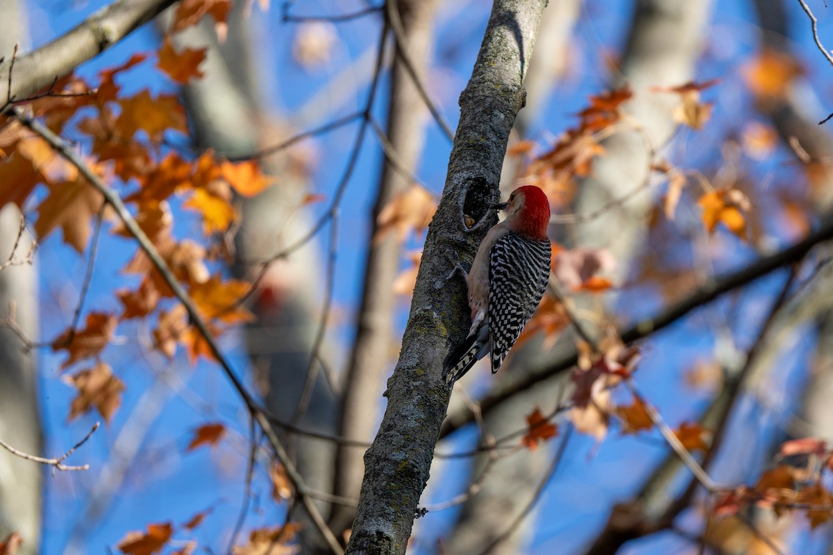 Red-bellied Woodpecker - ML644145066