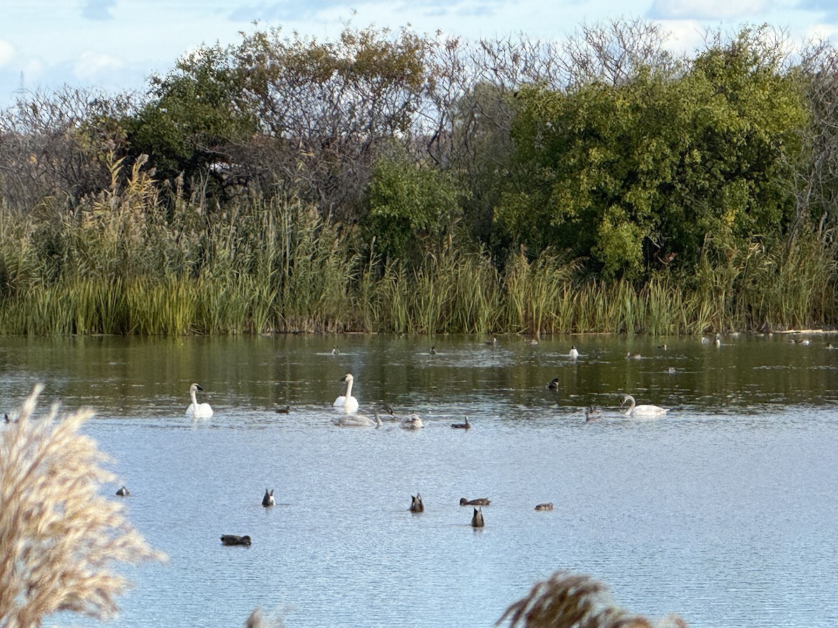 Trumpeter Swan - ML644145073