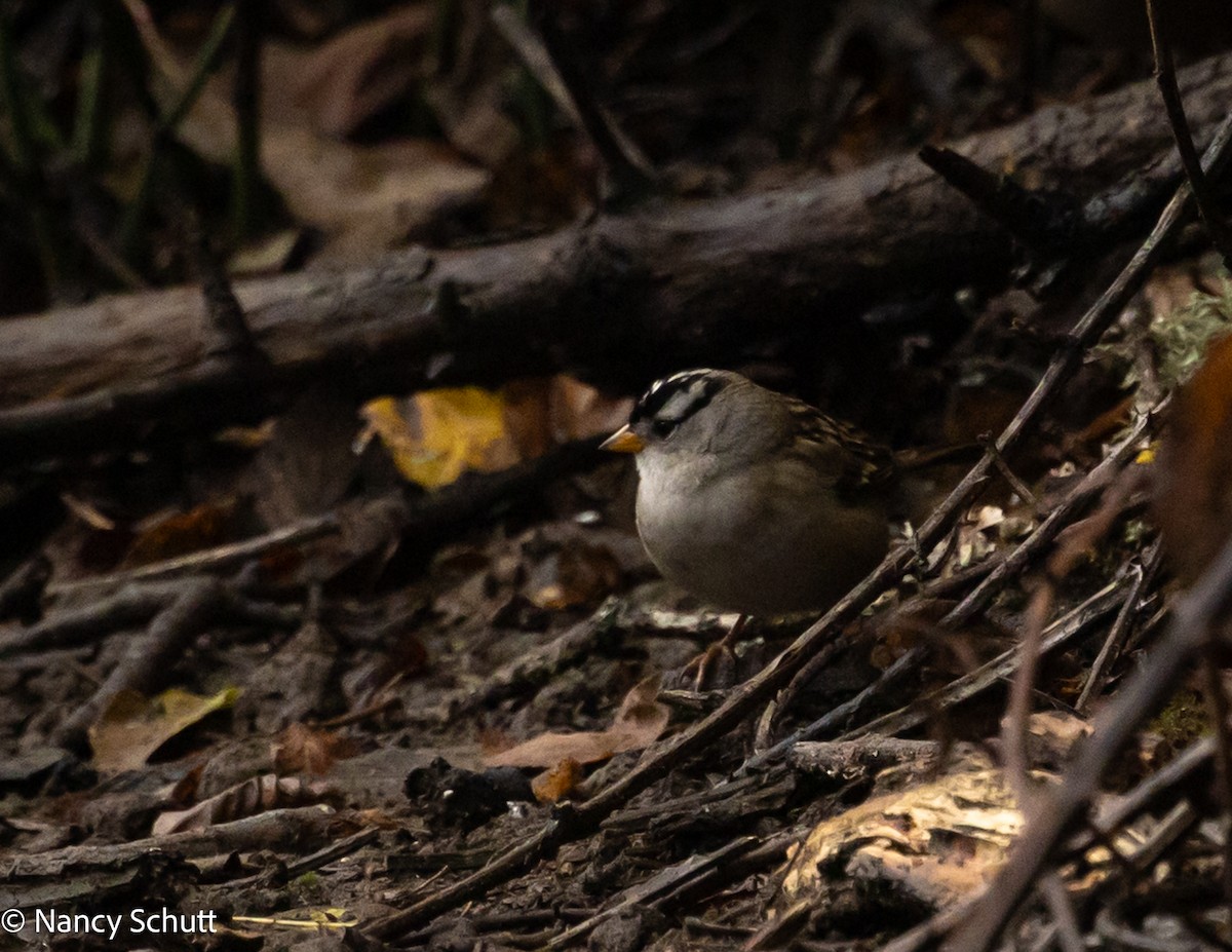 White-crowned Sparrow - ML644145076