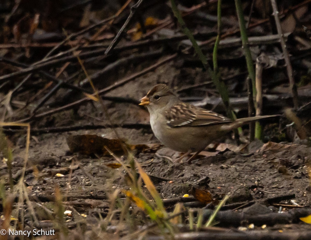 White-crowned Sparrow - ML644145077