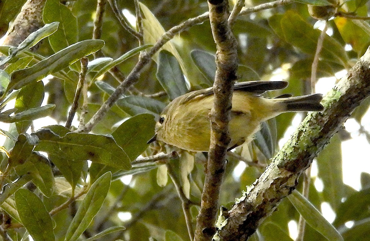 Ruby-crowned Kinglet - ML644145095
