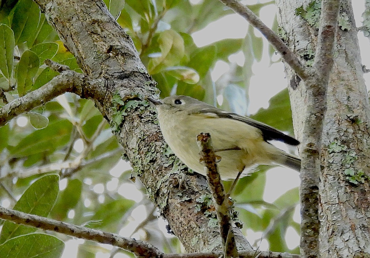 Ruby-crowned Kinglet - ML644145103