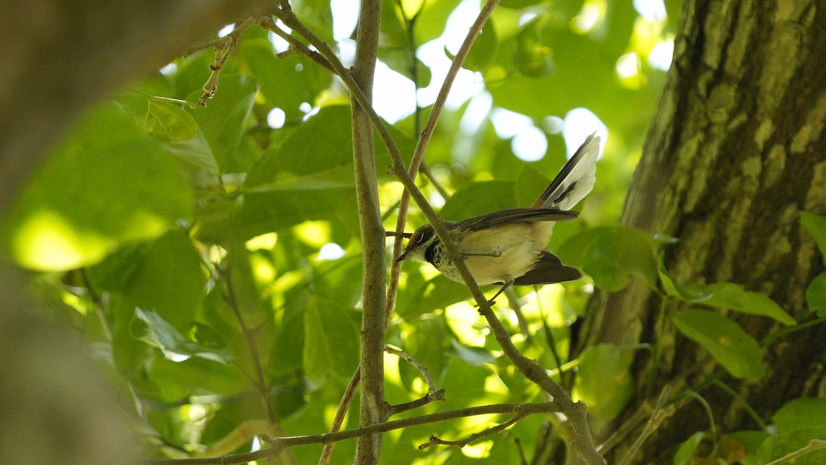 Arafura Fantail - ML644145126