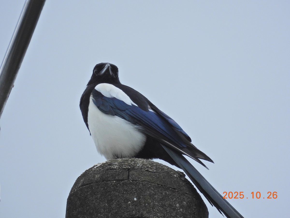 Oriental Magpie - ML644145131