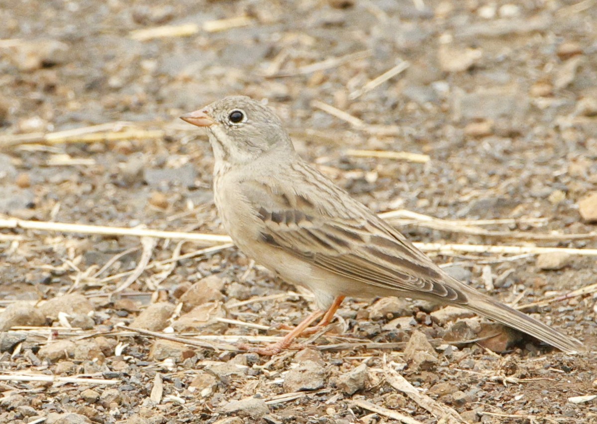 Gray-necked Bunting - ML644145132