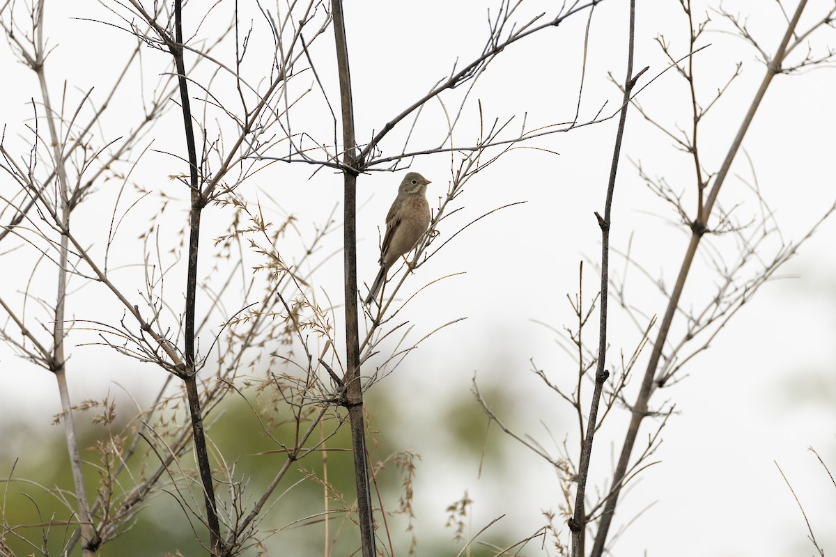 Gray-necked Bunting - ML644145133