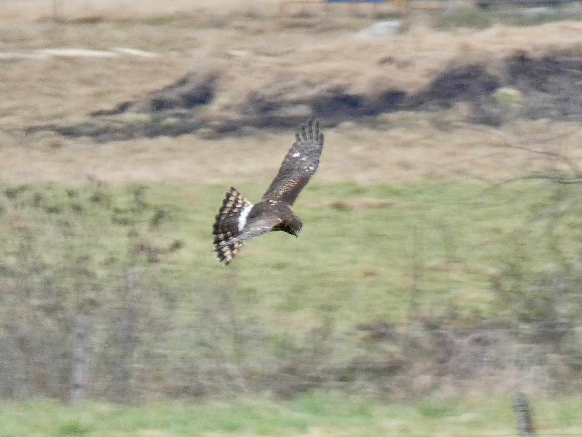 Northern Harrier - ML644145144