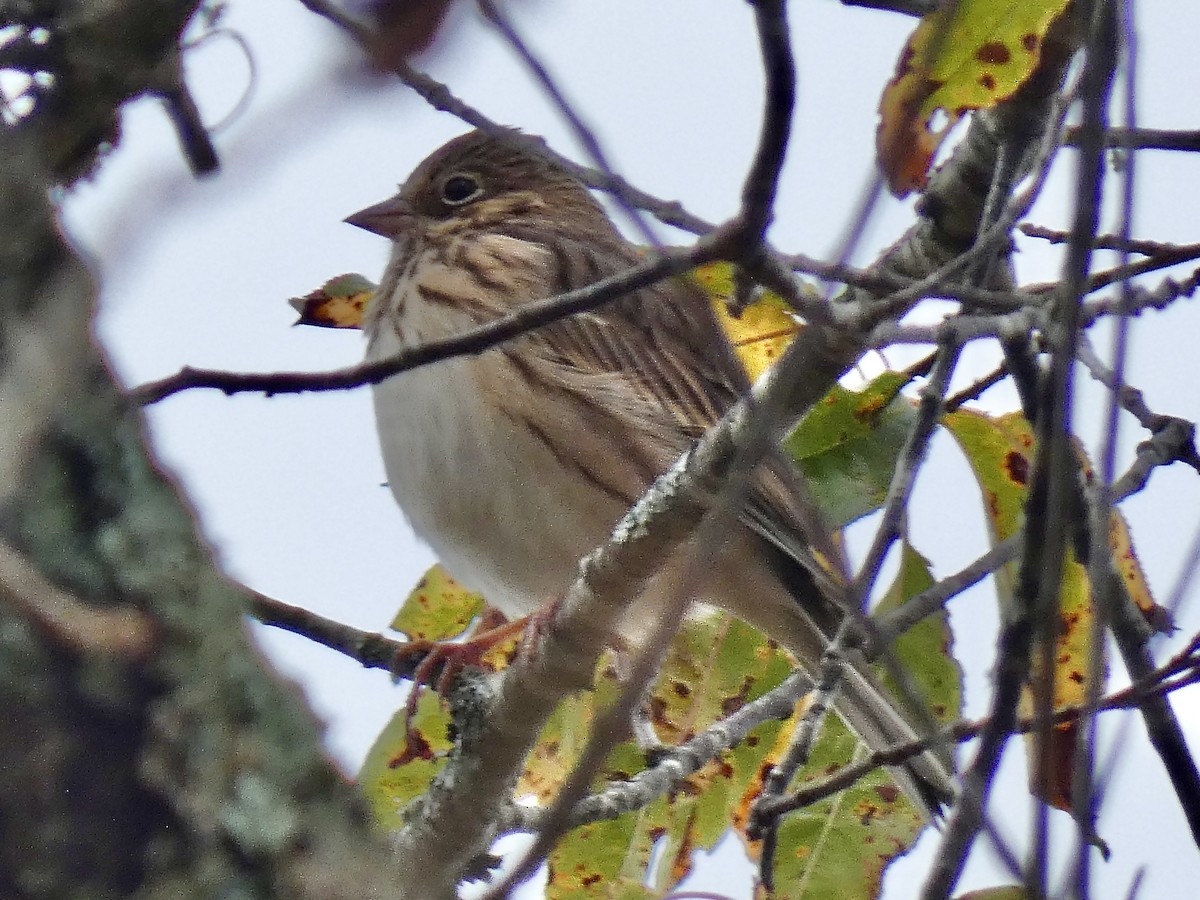 Vesper Sparrow - ML644145146
