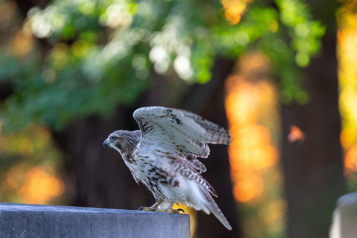 Red-tailed Hawk - ML644145161