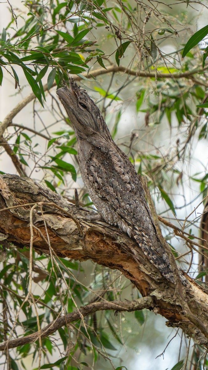 Tawny Frogmouth - ML644145170