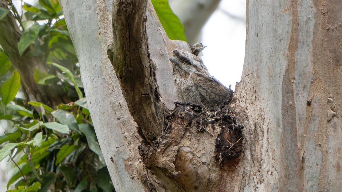 Tawny Frogmouth - ML644145171