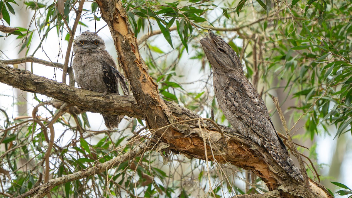 Tawny Frogmouth - ML644145172