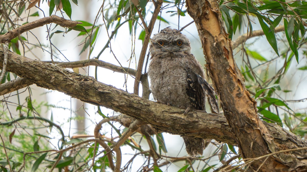 Tawny Frogmouth - ML644145173