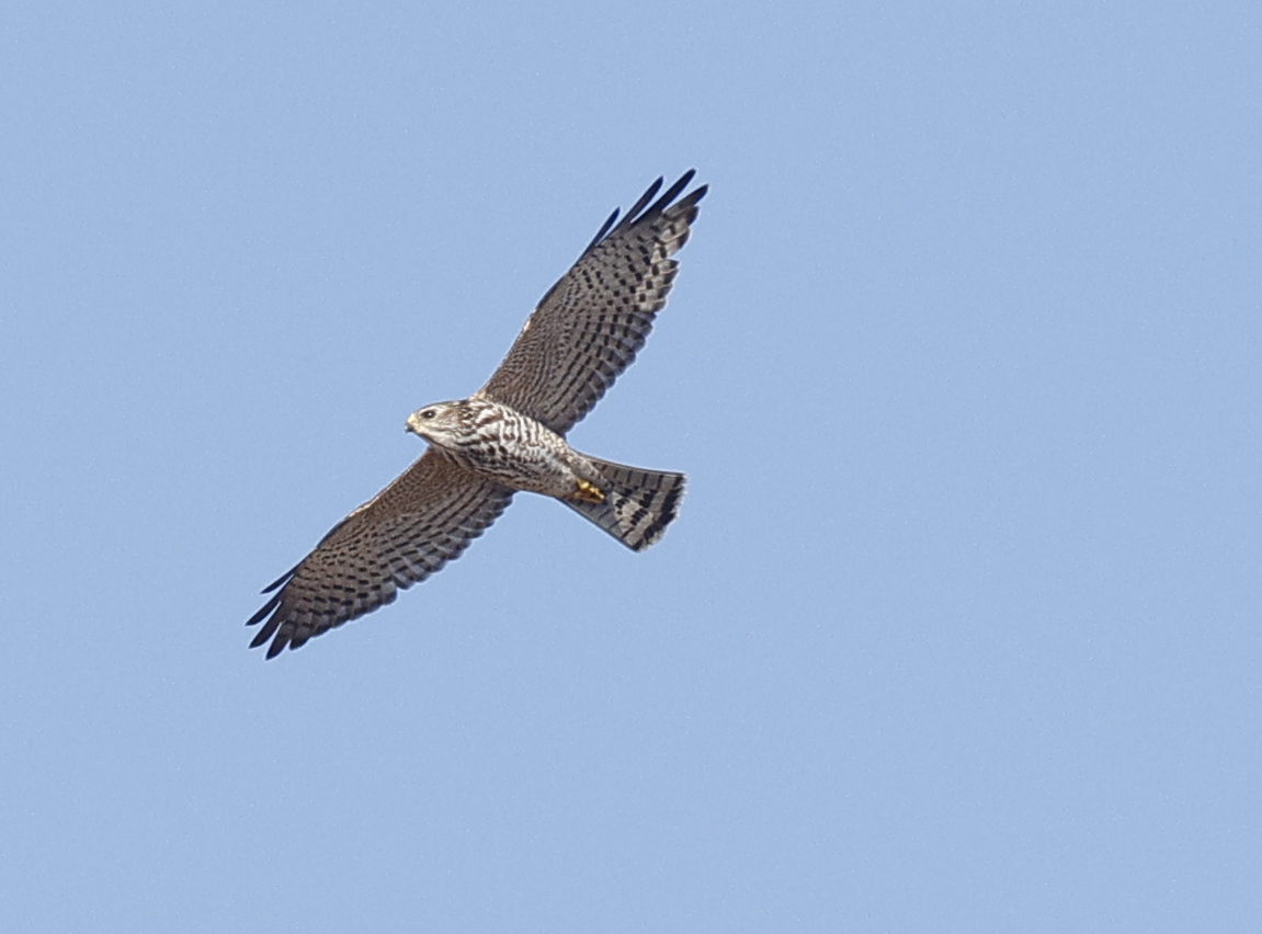 Levant Sparrowhawk - ML644145189