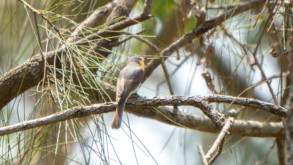 Leaden Flycatcher - ML644145201