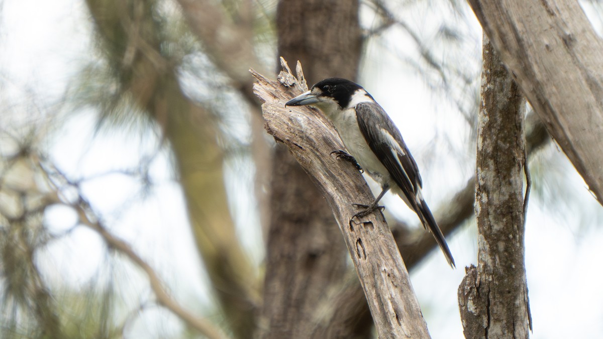 Gray Butcherbird - ML644145204