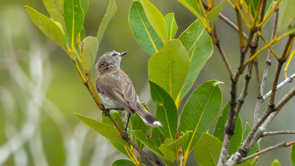 Mangrove Gerygone - ML644145206