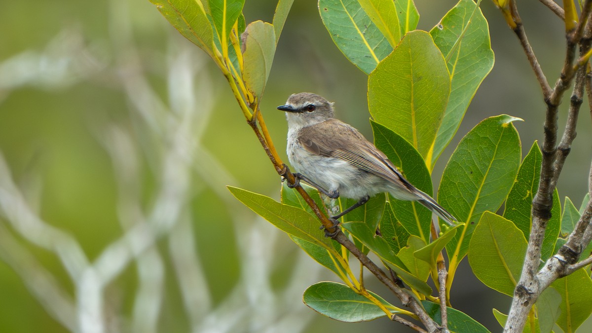 Mangrove Gerygone - ML644145207