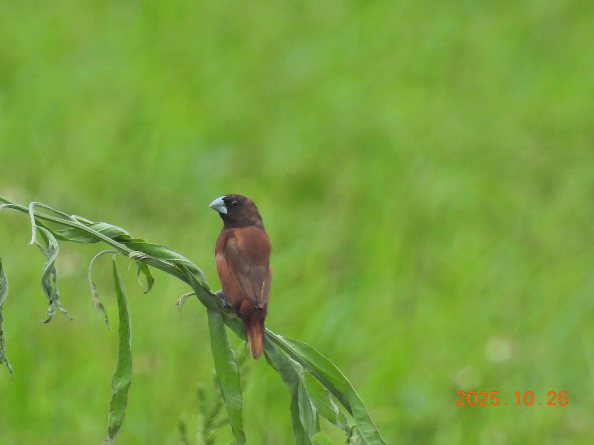 Chestnut Munia - ML644145211