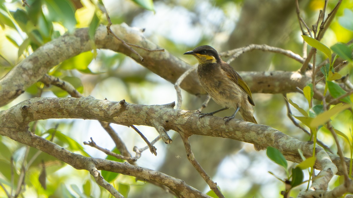 Медник мангровий - ML644145213