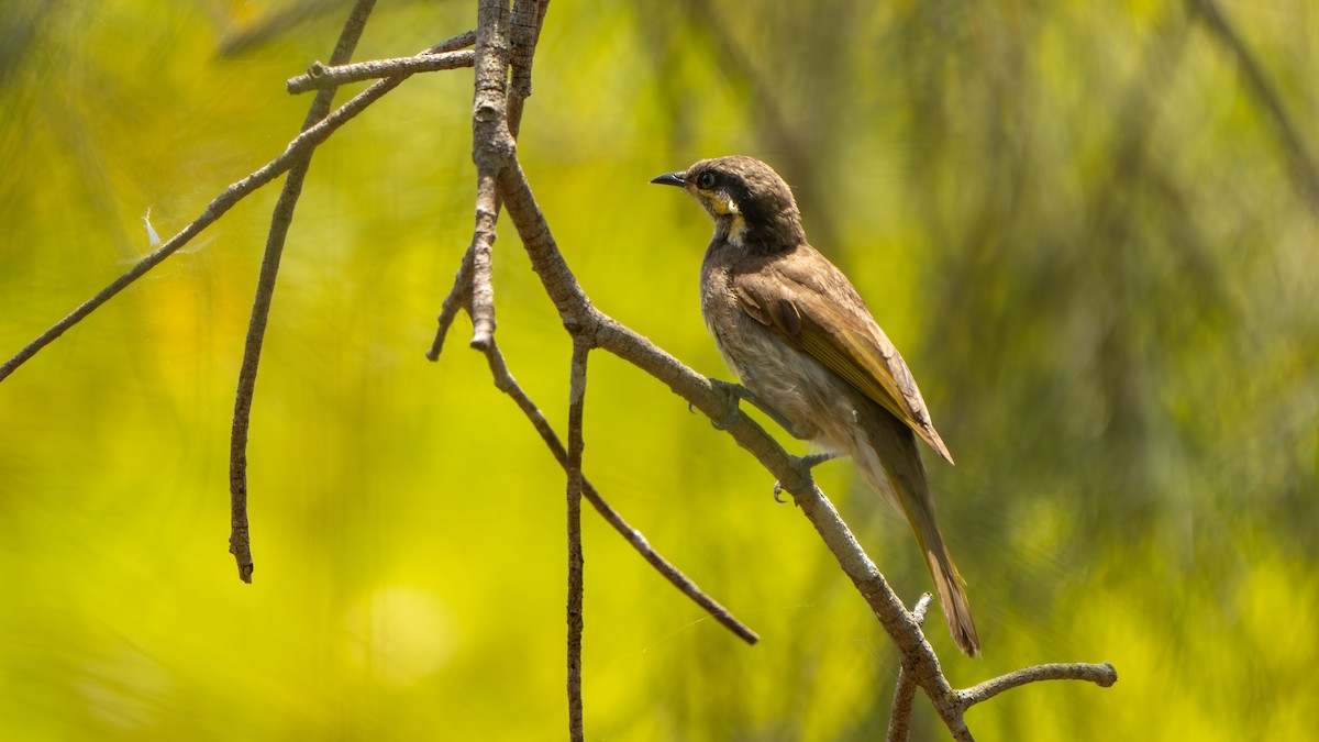 Медник мангровий - ML644145214