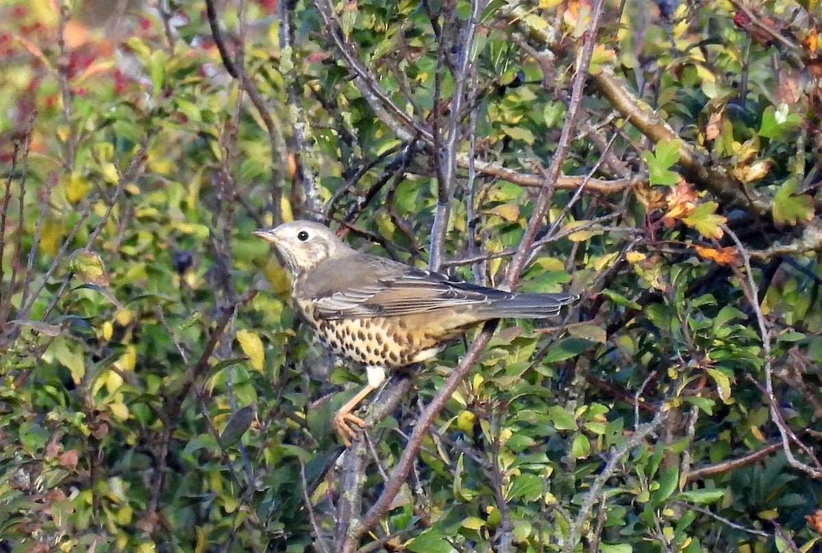 ヤドリギツグミ - ML644145223