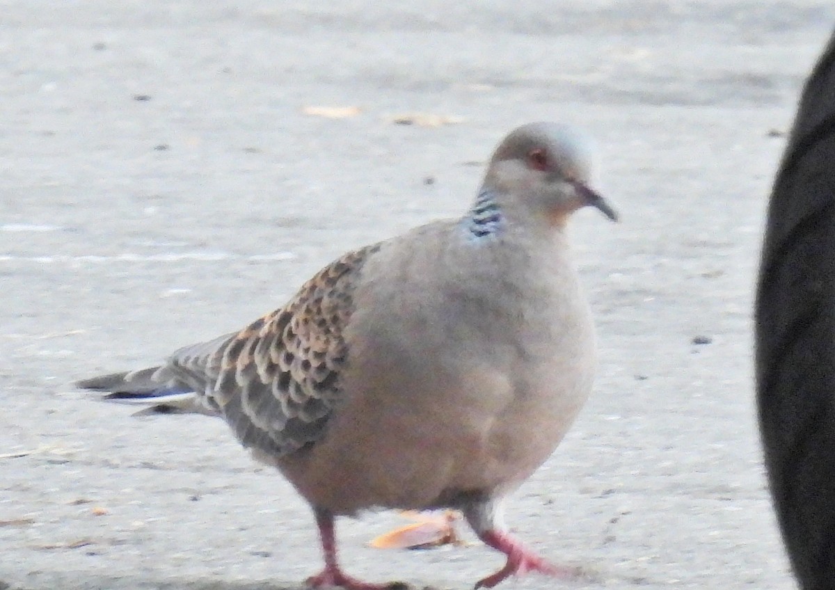Oriental Turtle-Dove - ML644145234