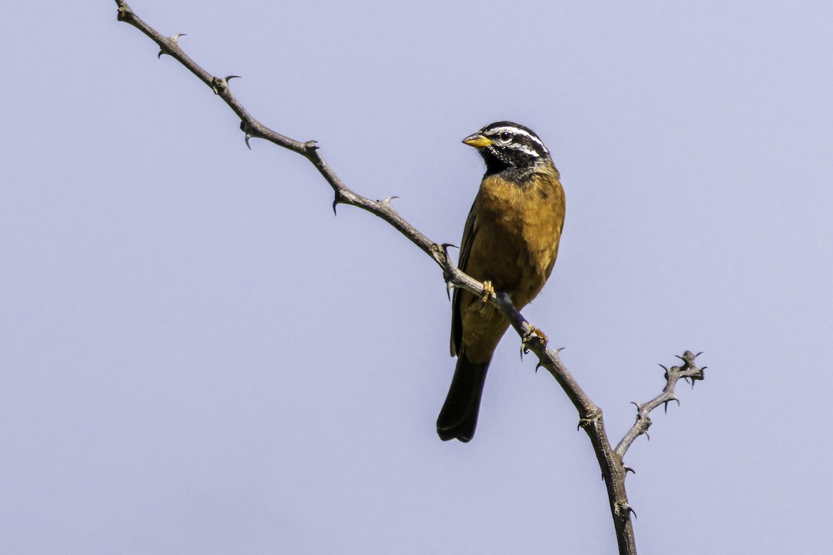 Cinnamon-breasted Bunting - ML644145236