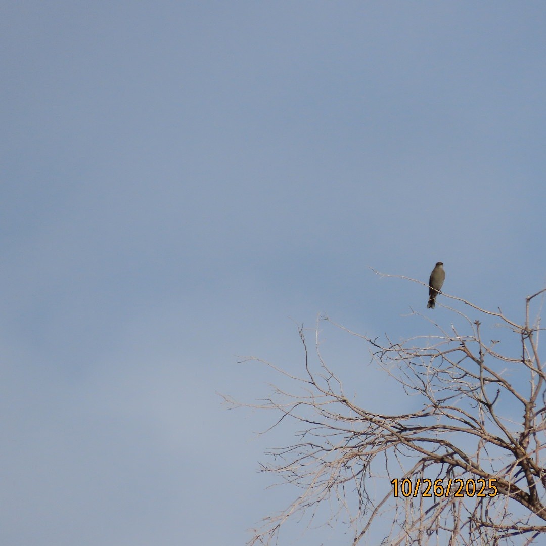 Townsend's Solitaire - ML644145240