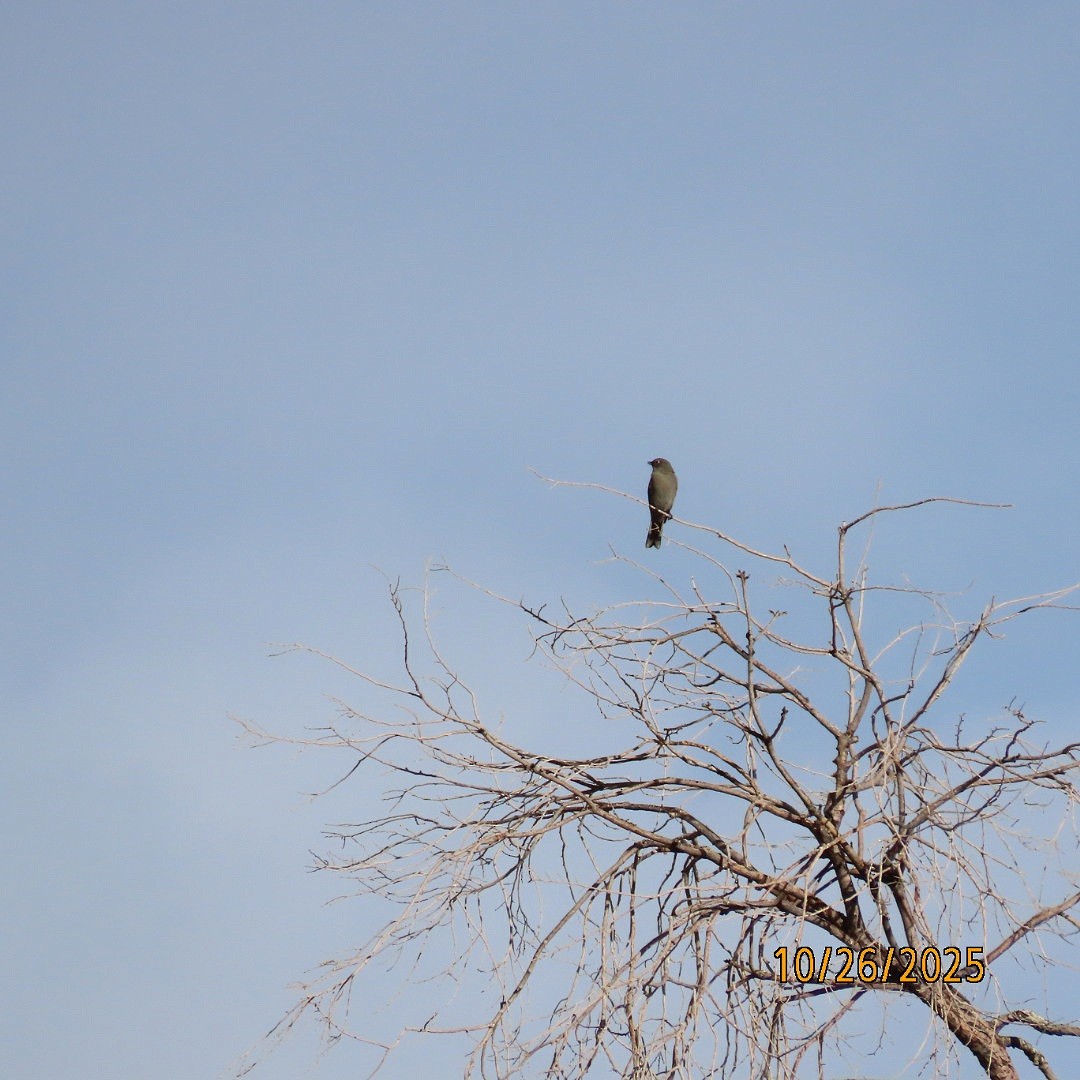 Townsend's Solitaire - ML644145241
