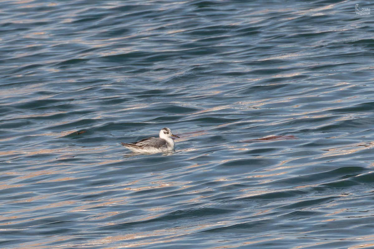 Falaropo beccolargo - ML644145245