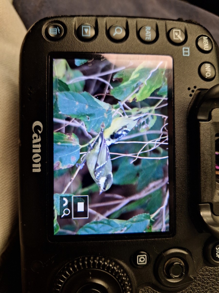 Yellow-bellied Tit - ML644145254
