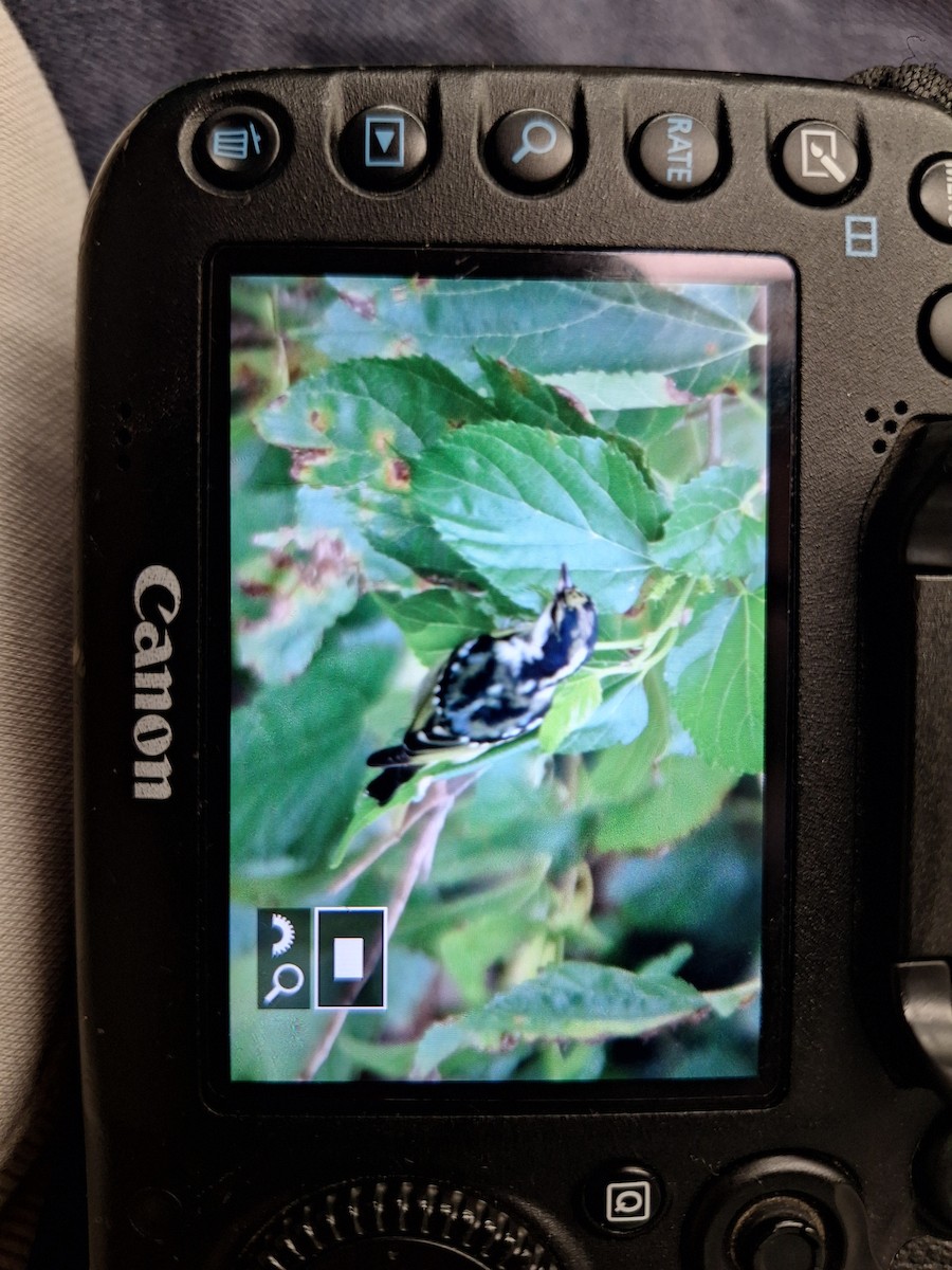 Yellow-bellied Tit - ML644145255