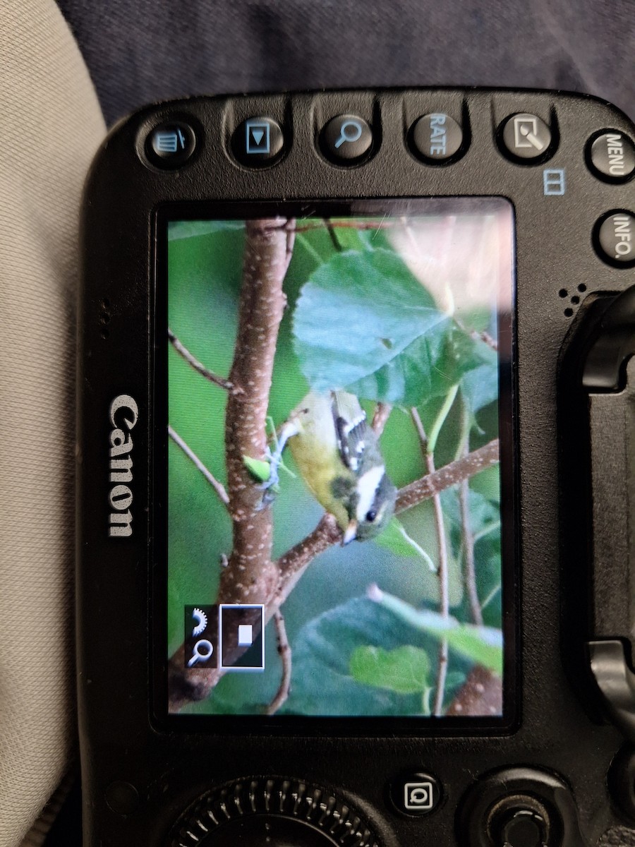 Yellow-bellied Tit - ML644145256