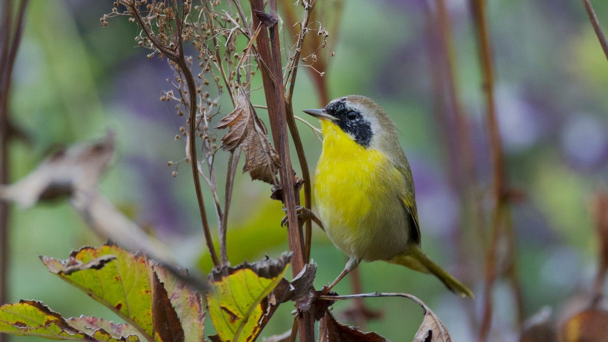 Common Yellowthroat - ML644145265