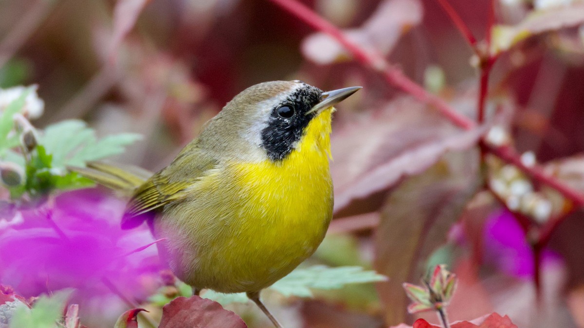Common Yellowthroat - ML644145266