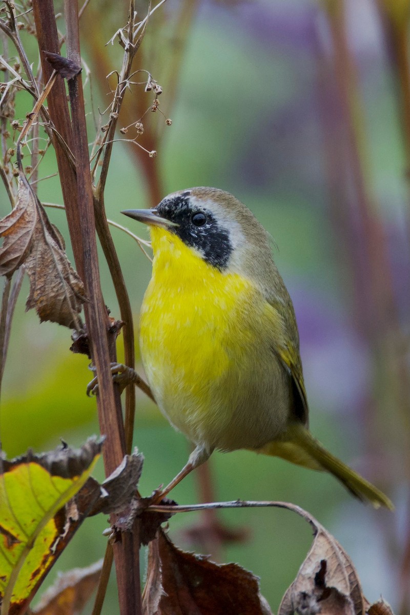 Common Yellowthroat - ML644145267