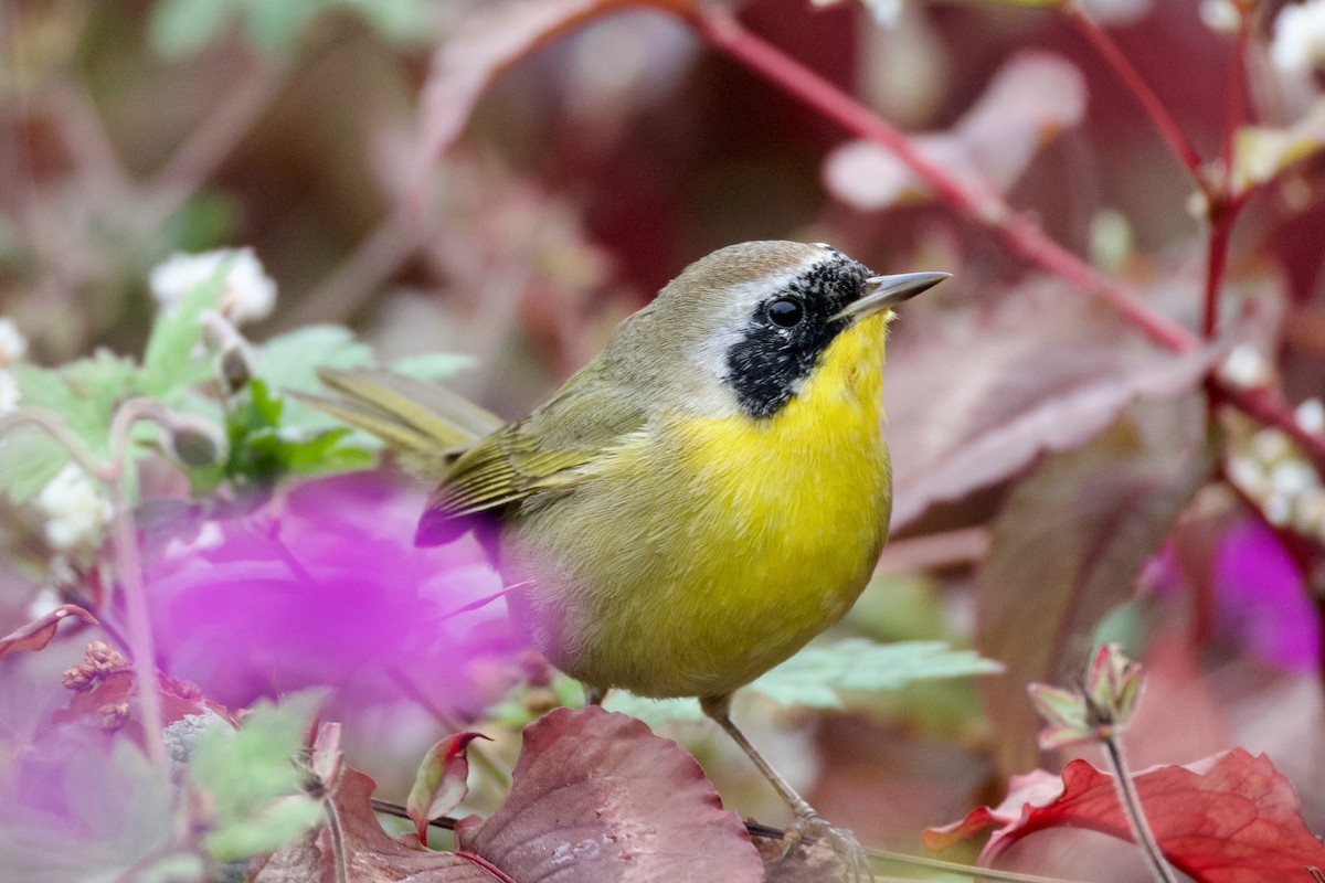Common Yellowthroat - ML644145268