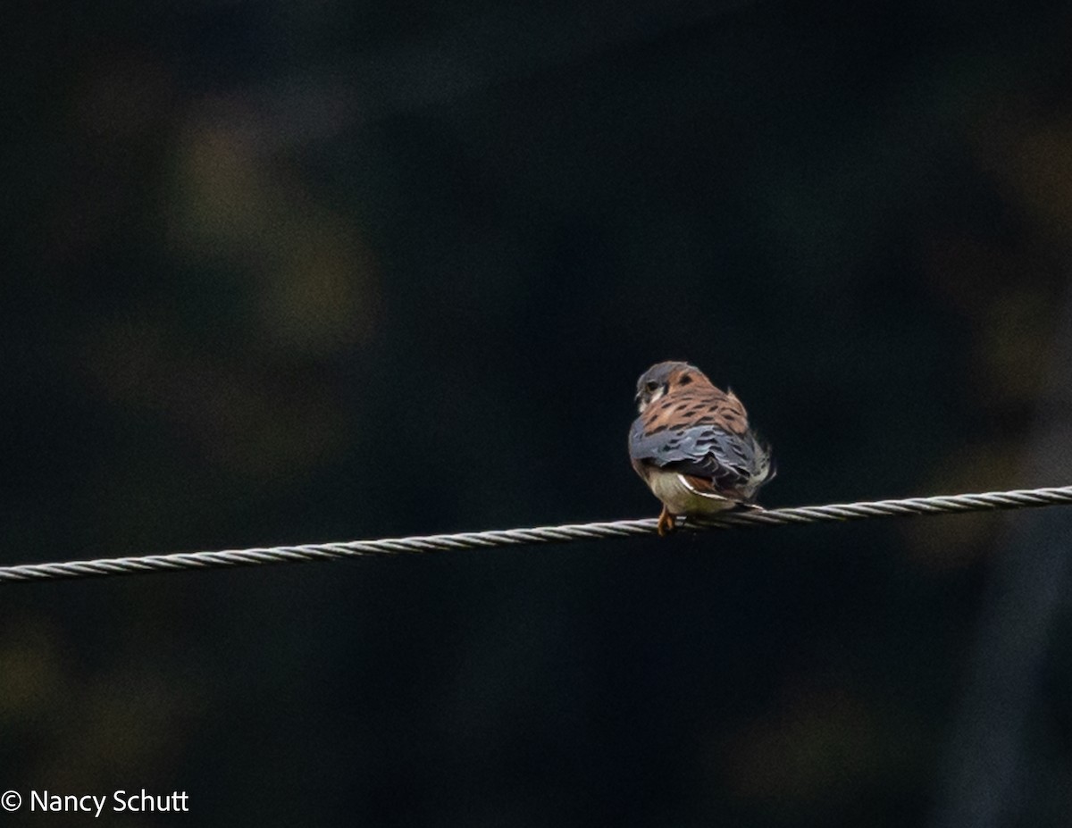 American Kestrel - ML644145269