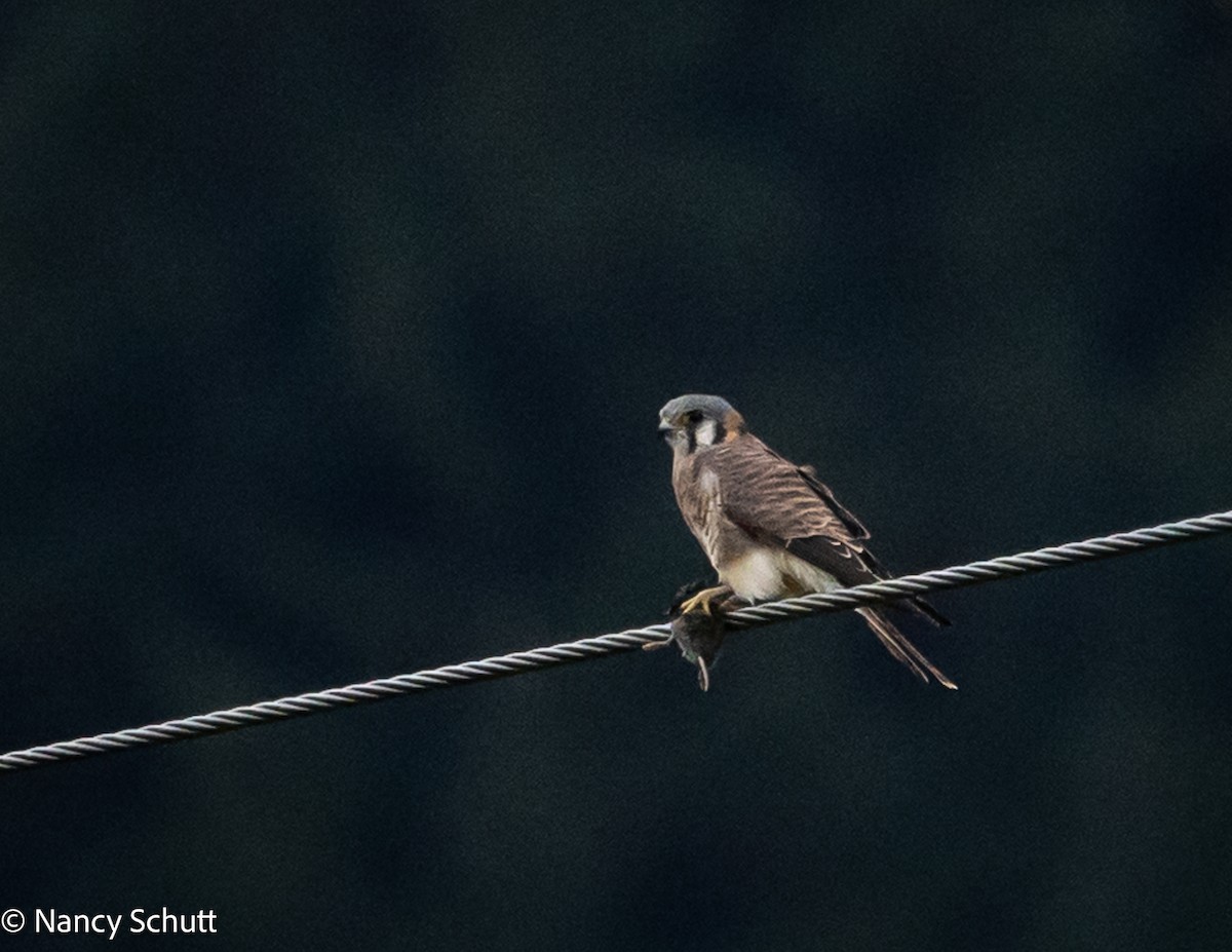 American Kestrel - ML644145270